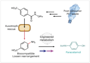 A Biocompatible Lossen Rearrangement in Escherichia Coli