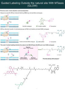 Let it GLOW: Novel Proximity Inducing Modality for DNA Modification