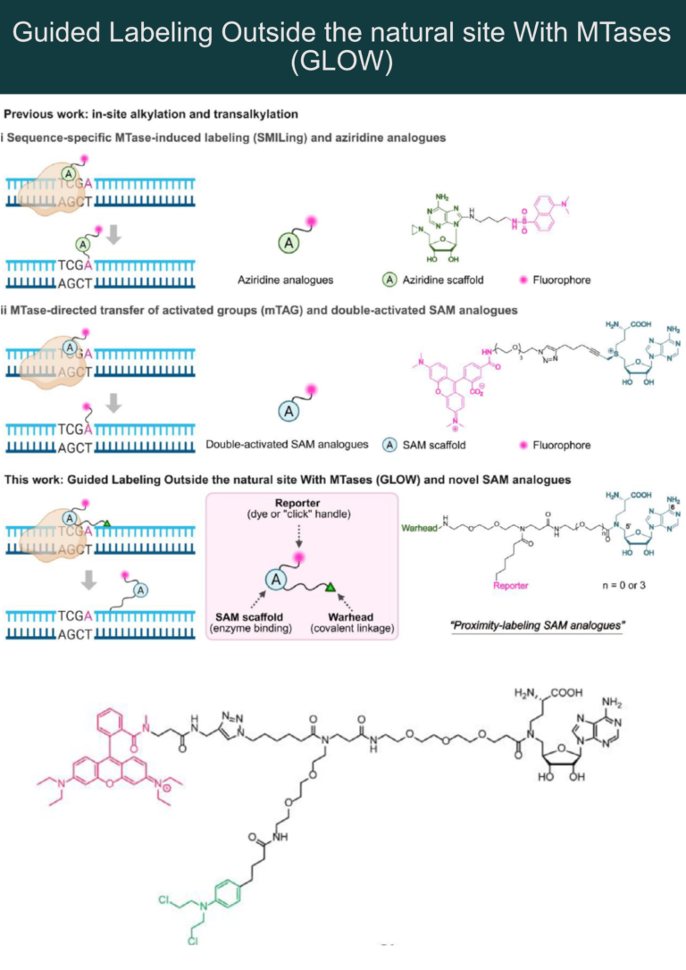 Let it GLOW: Novel Proximity Inducing Modality for DNA Modification