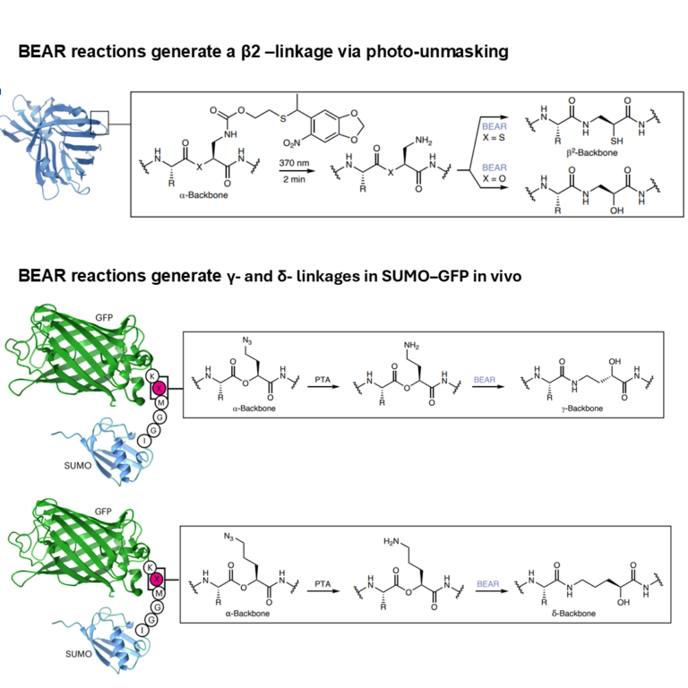 Editing Protein Backbone Inside Living Cells