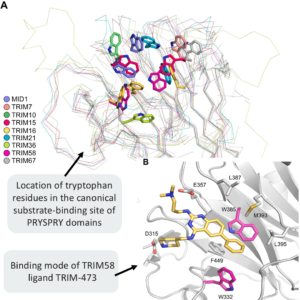 Nine New TRIM PRYSPRY Structures Uncover Key Drug Design Challenges