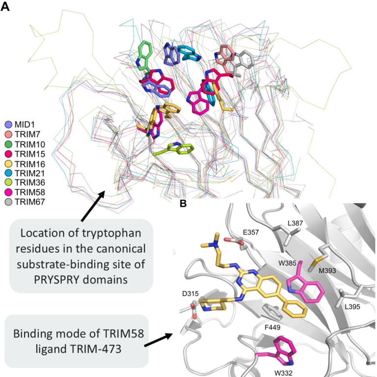 Nine New TRIM PRYSPRY Structures Uncover Key Drug Design Challenges