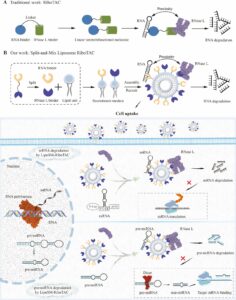 Breaking New Ground in mRNA Degradation