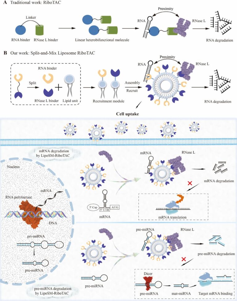 Breaking New Ground in mRNA Degradation