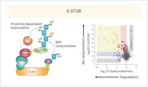 Why Would You Biotinylate Ubiquitin?