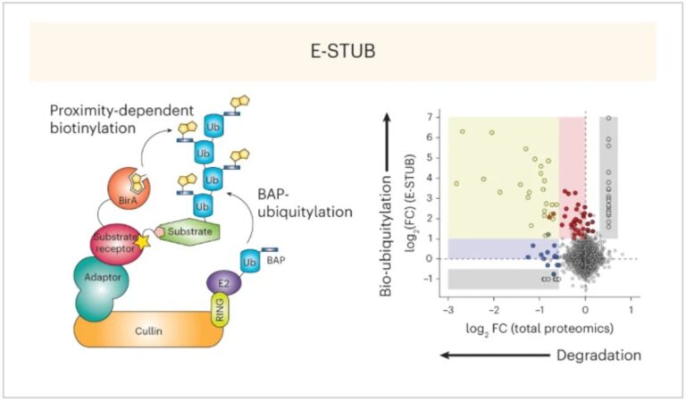 Why Would You Biotinylate Ubiquitin?