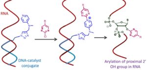From DNA Code to Chemistry