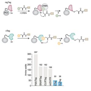 Introducing mgTag and cTag
