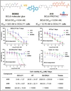 PROTAC vs Molecular Glue