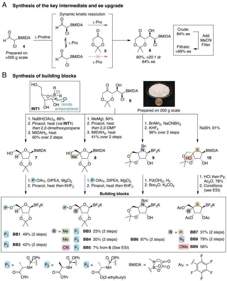 A Unified Platform for Nucleoside Analog Synthesis