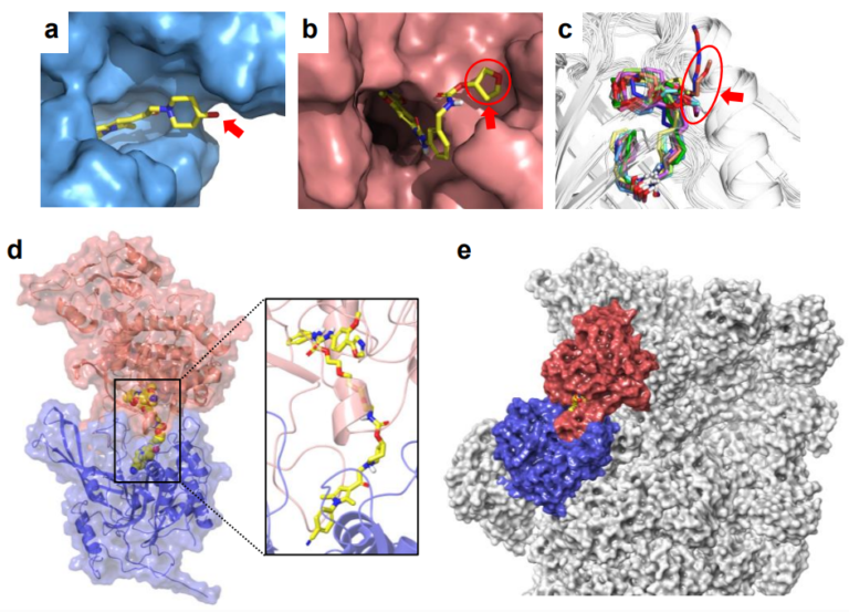 Bypassing E3 Ligases by 26S-UIDs: Novel Modality for Targeted Protein Degradation