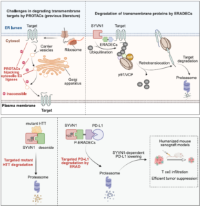 Hijacking ERAD for Targeted Degradation of Transmembrane Proteins