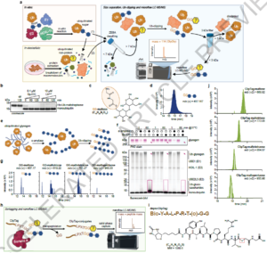 Rewriting the Ubiquitin Code: Sugars and Metabolites Enter the Picture
