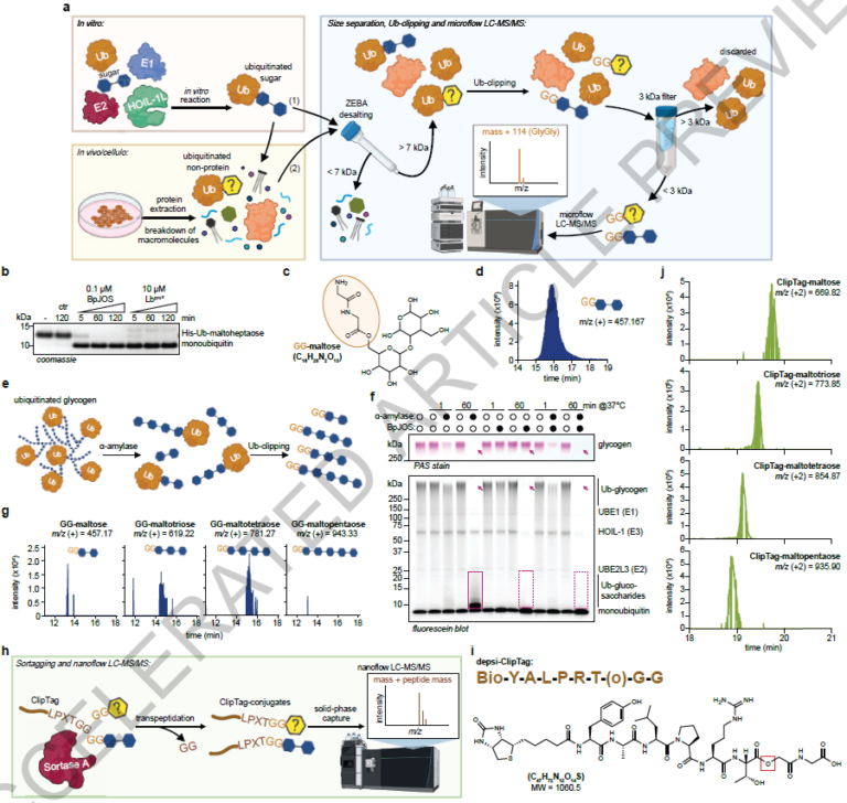 Rewriting the Ubiquitin Code: Sugars and Metabolites Enter the Picture