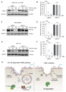 How Do PROTACs Actually Get Into Cells?