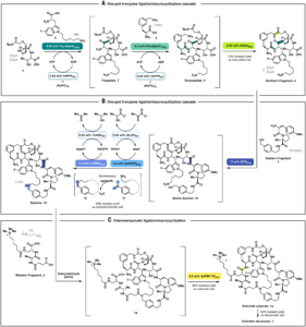 Biocatalytic Cascades Enable Manufacture of the Macrocyclic Peptide Enlicitid