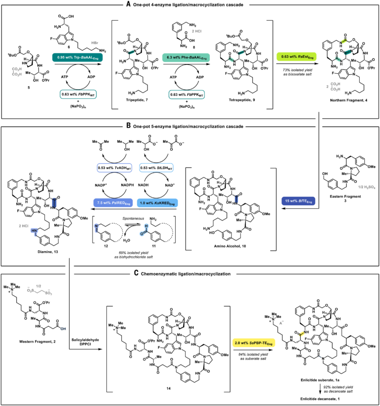 Biocatalytic Cascades Enable Manufacture of the Macrocyclic Peptide Enlicitid